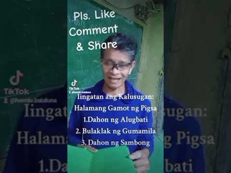 Gamot Sa Pigsa Ay Dahon Ng Sambong Youtube