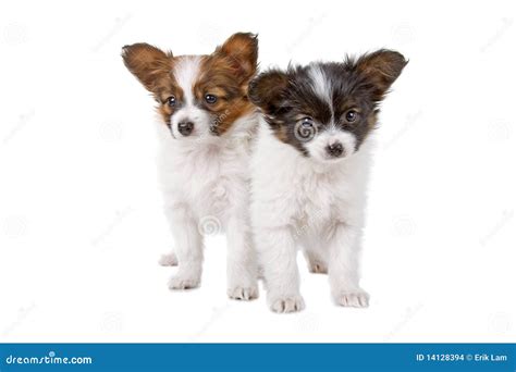 Cute Papillon Puppies Stock Photo Image Of White Pups 14128394