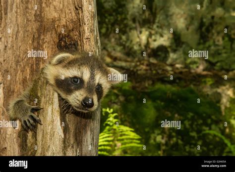 Raccoon In Tree Hi Res Stock Photography And Images Alamy