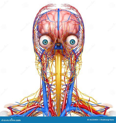 Circulatory And Nervous System Of Head Stock Illustration