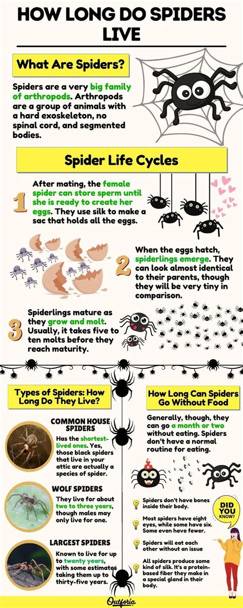 How Long Do Spiders Live The Creepy Reality Of A Spiders Life Cycle