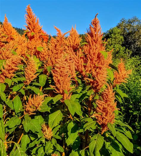 Golden Giant Amaranth Feral Farm