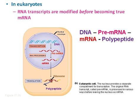 Chapter 14 Gene Expression From Gene To Protein