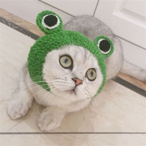 Купить Шапки для собак и кошек Кошка лягушка шапки животных костюм ...
