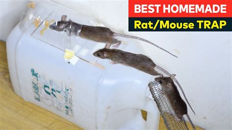 Easy Mouse Trap Rat Traps Best Homemade Mousetrap Ideas From Plastic Can Youtube