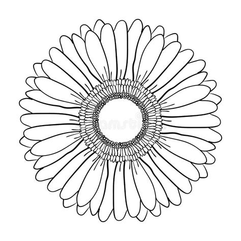 Grande Fiore Di Fioritura Della Gerbera Vettore Disegnato A Mano Dell