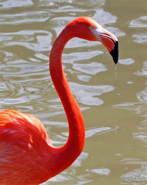 American Flamingo Phoenicopterus Ruber Adult Mica92574