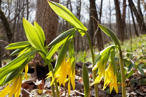 NATURE NOTES: SPRING WOODLAND WILDFLOWERS PUTTING ON A SHOW IN FORESTVILLE