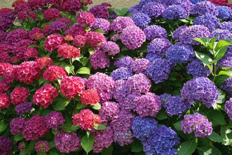 Hydrangeas Planting Growing And Pruning Hydrangea Shrubs