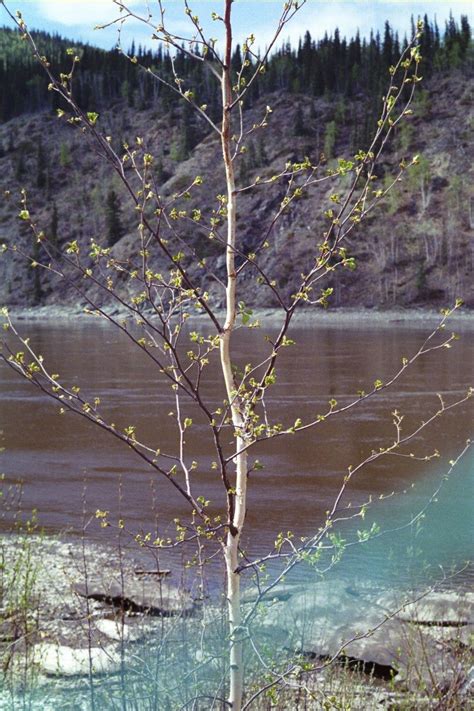 A Budding Tree Growing In Dawson City Yukon Photographed By Alexandra Brownell 2012 Growing