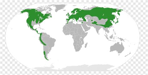 Coniferous Forest Map