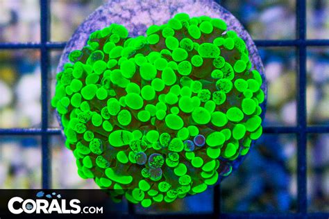 Branching Hammer Frag Indonesia SUPER BRIGHT TOXIC Hybrid Corals