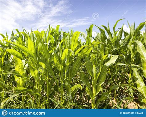 Agricultural Field With Green Corn Stock Image Image Of Early Plant 223509311