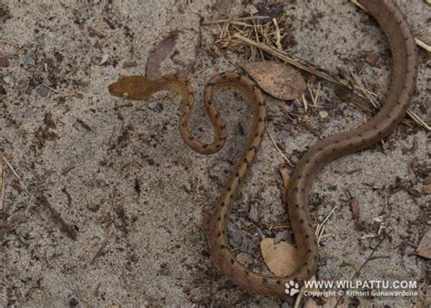 Species of wilpattu national park