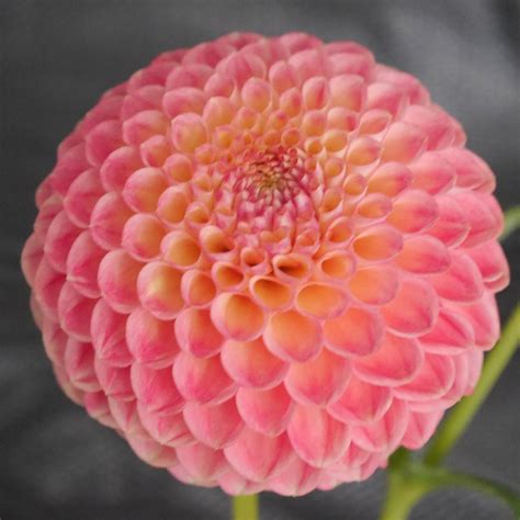 Snoho Doris Connells Dahlias