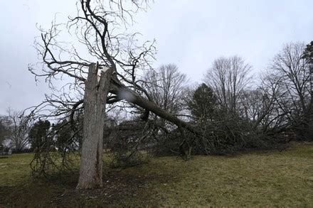 Fallen Trees Following Tornado Belvidere Illinois Editorial Stock Photo ...