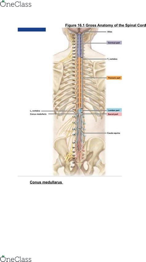 Conus Medullaris Anatomy - Anatomical Charts & Posters