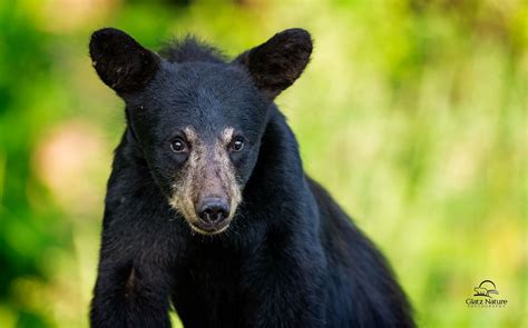 Portrait of Black Bear Youngster *in explore* | Black bear, Bear, Ursus