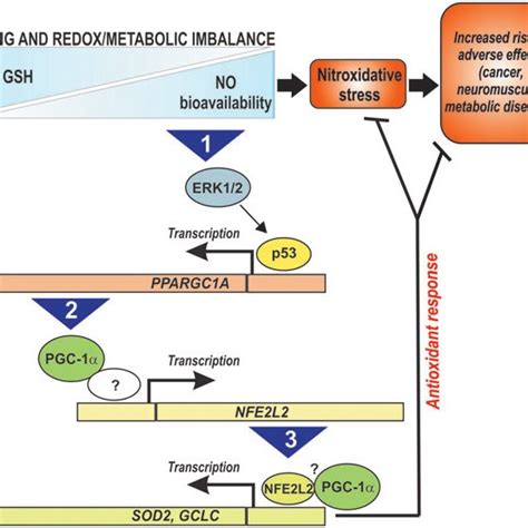 Schematic Model Of The Signaling Pathway Activated By Redoxmetabolic Download Scientific