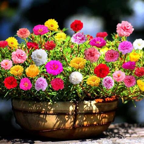 14 Flowers That Don T Need A Lot Of Water Balcony Garden Web