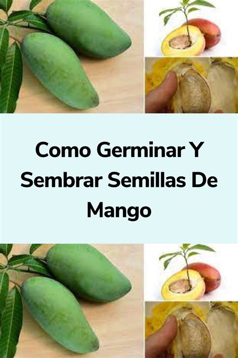 C Mo Germinar Una Semilla De Mango Para Sembrar Y Plantar Artofit