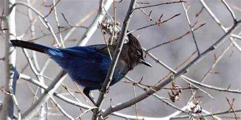 Sound Gallery - Steller's Jay - Natural Sounds (U.S. National Park Service)