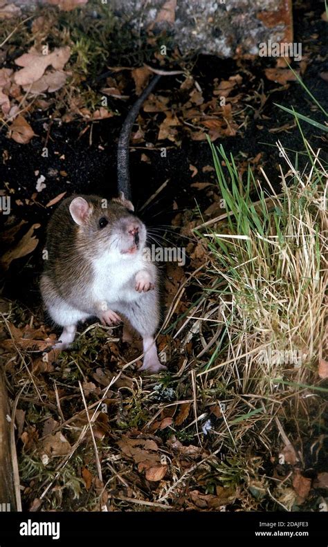 Brown Rat Rattus Norvegicus Adult Standing On Hind Legs On Threat