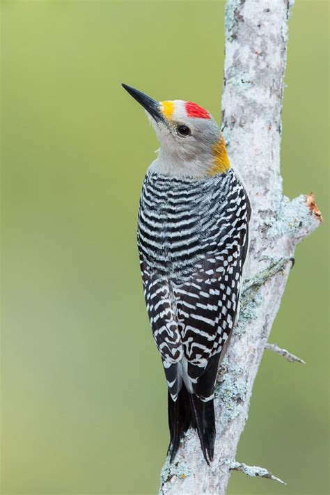 West Texas Wildlife - Lee Hoy Photography