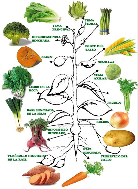 Frutas Y Hortalizas Composici N Y Propiedades