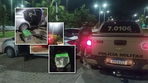 MELOU Motorista que abandonava gatos em Piatã leva flagrante da COPPA