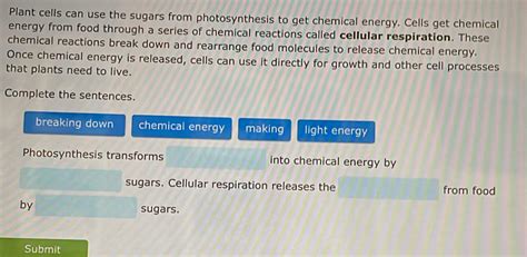 Solved Plant Cells Can Use The Sugars From Photosynthesis To Get