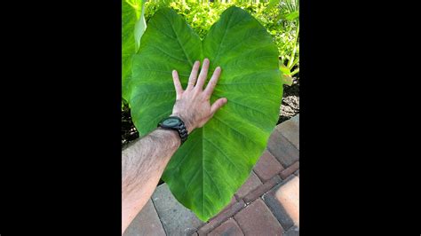 How To Fertilize Elephant Ears Step By Step Guide 2024