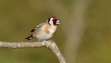 Bilan Du Comptage Hivernal Des Oiseaux Des Jardins Lpo Ligue