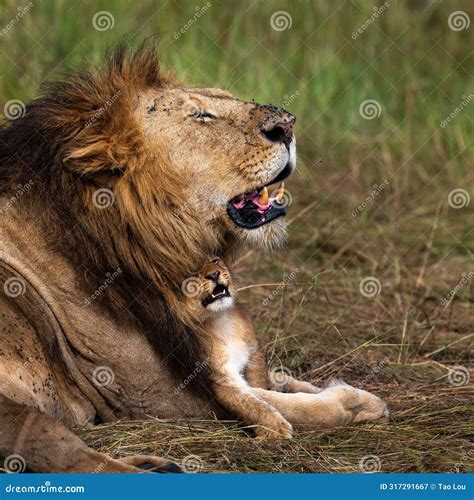 Group of Lions in Maasai Mara Savanna Stock Image - Image of feline