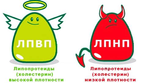 Норма холестерина в крови у женщин и мужчин - Красота и здоровье ...