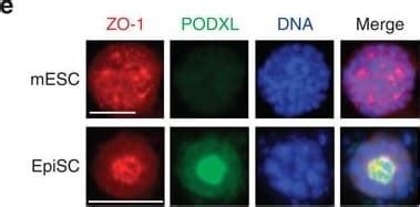 Podocalyxin Like Antibody Unconjugated AF1658 Novus Biologicals