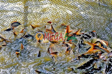 Jual Bibit Ikan Patin Harga Murah Siap Dikirim Bibit Ikan Murah