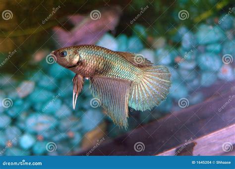 Betta Splendens Stock Images - Image: 1645204