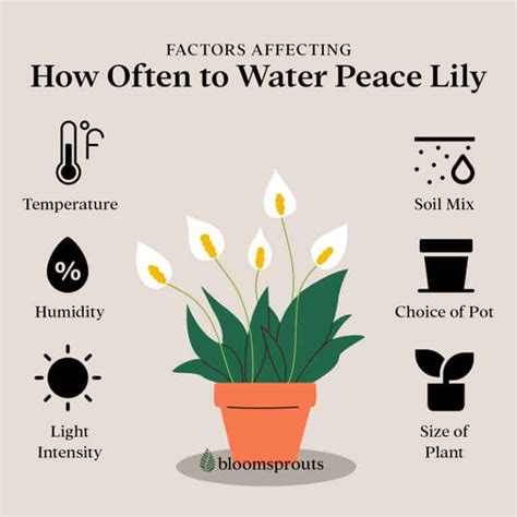 Watering Peace Lily Plants 9 Essential Tips And How Often To Do It