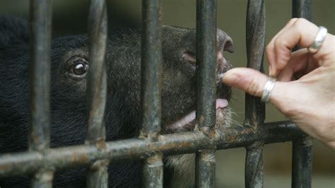 Bears Rescued From Illegal Bile Farm In Vietnam Ctv News