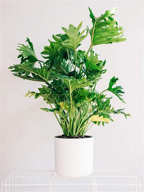 18 Best Large Indoor Plants Tall Houseplants For Home And Offices Balcony Garden Web