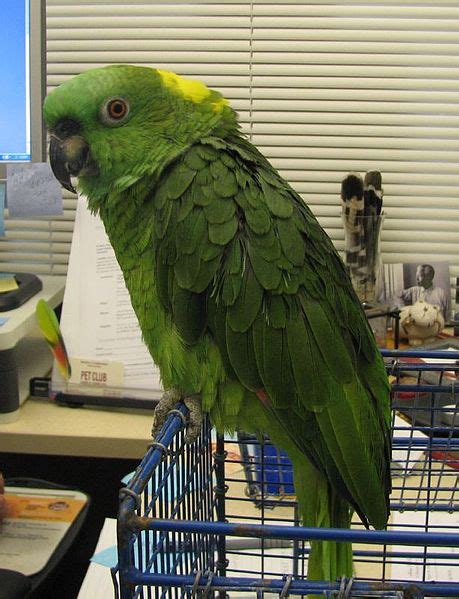 Yellow Naped Amazon Cage And Diet – Parrot Hub