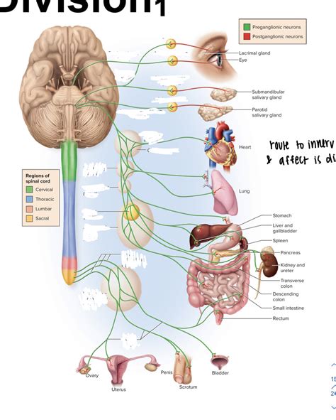 PARASYMPATHETIC DIVISION OF ANS Diagram | Quizlet