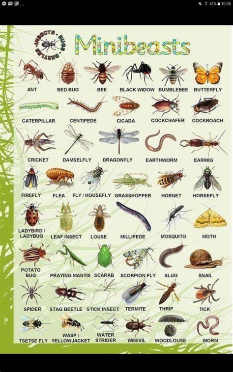 List Of Insects Useful Insect Names With Pictures And Examples Artofit