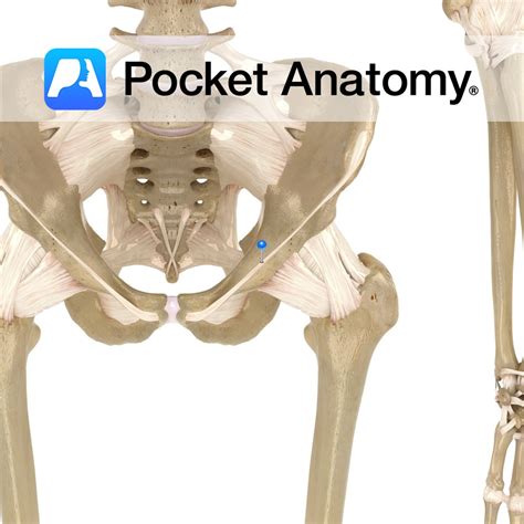 Inguinal Ligament Pocket Anatomy