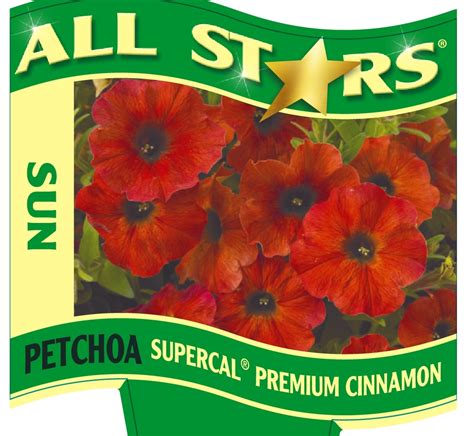 Calibrachoa Petchoa Supercal Wholesale Bedding Plants Hybels Inc