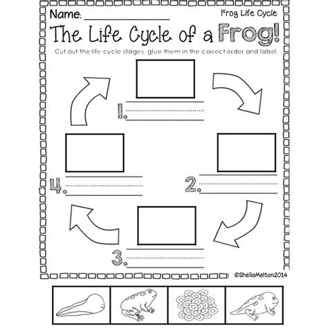 Life Cycle Of Frog Worksheet Frog Tadpole Paste