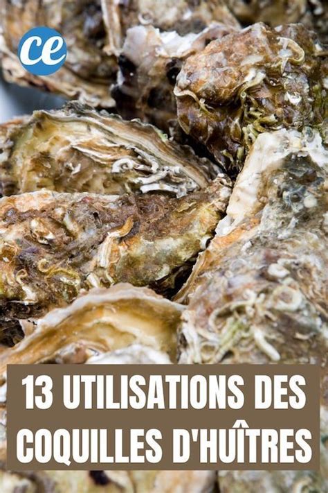 Ne Jetez Plus les Coquilles d Huîtres 13 Utilisations Étonnantes Que