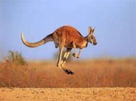 National animal of australia