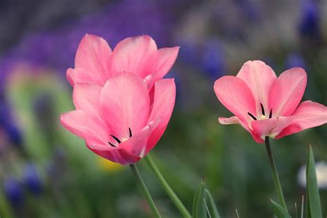 Tulipas Rosa Flor De Tulipa Foto Gratuita No Pixabay Pixabay